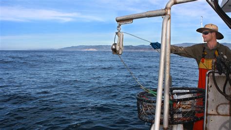 monterey fish|Local Catch Guide — Monterey Bay Fisheries Trust.